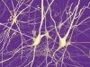 neurony komunikují