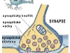 synaptický knoflík